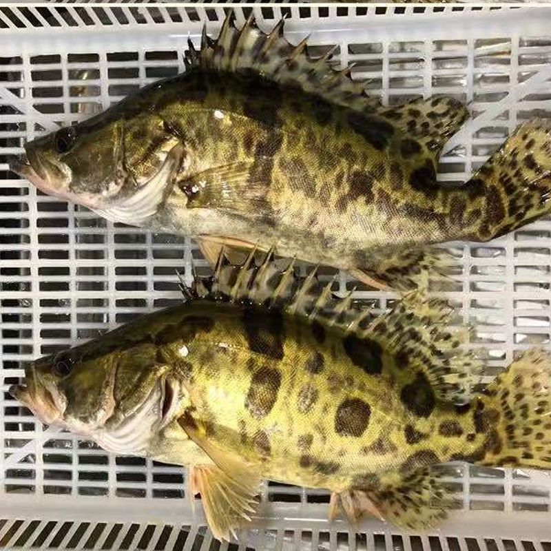 鲜活桂鱼